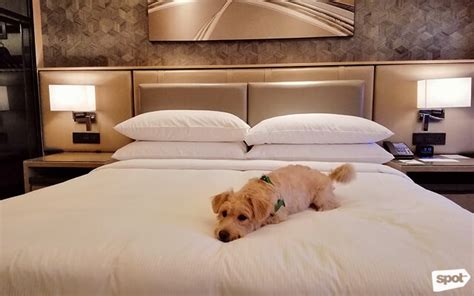 Do Most Hotels Allow Pets
