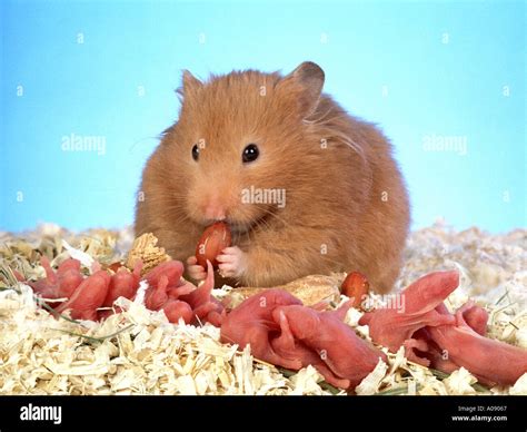 do mother hamsters eat their babies