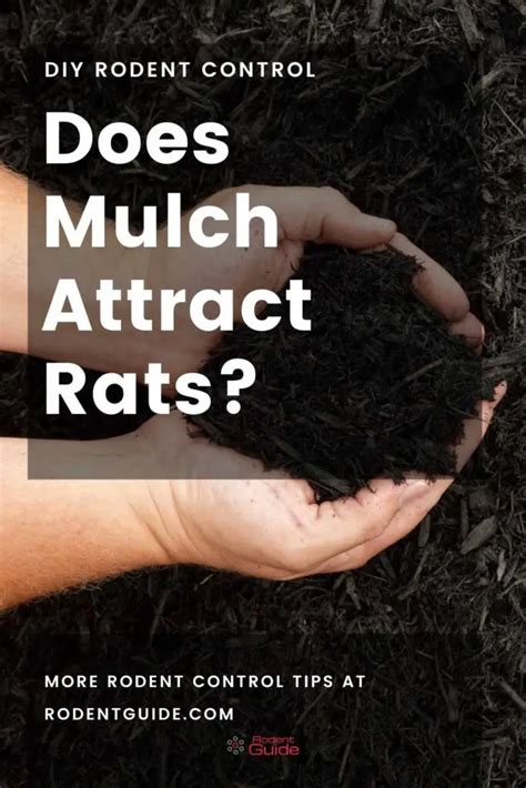 Do Mulch Attract Rats