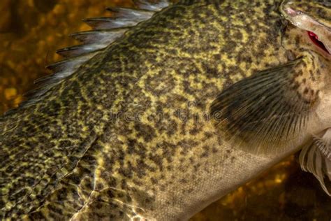 Do Murray Cod Have Scales