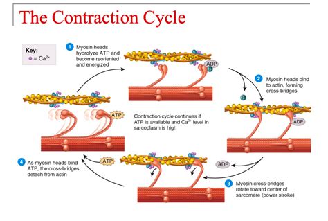 Do Muscle Contraction Machines Work