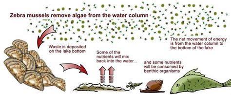Do Mussels Cause Constipation