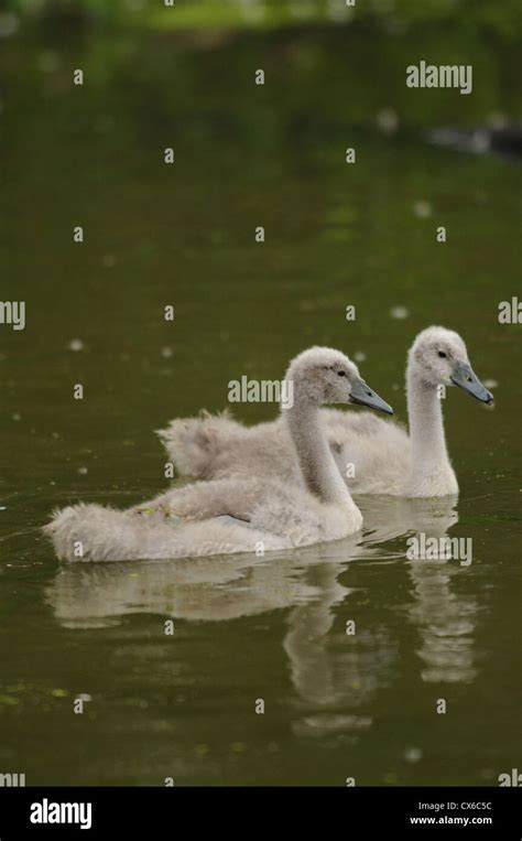 Do Mute Swans Kill Their Young