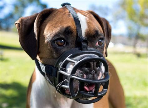 Do Muzzles Make Dogs Mean