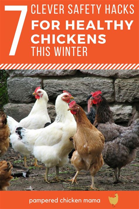 Do My Chickens Need Heat In The Winter