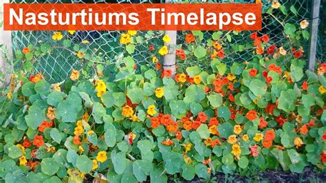 Do Nasturtiums Need Staking