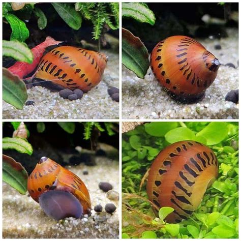 Do Nerite Snails Grow Out Of Their Shells
