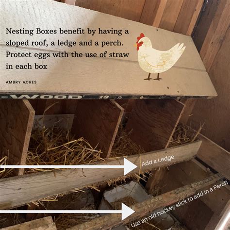 Do Nesting Boxes Need To Be In The Coop