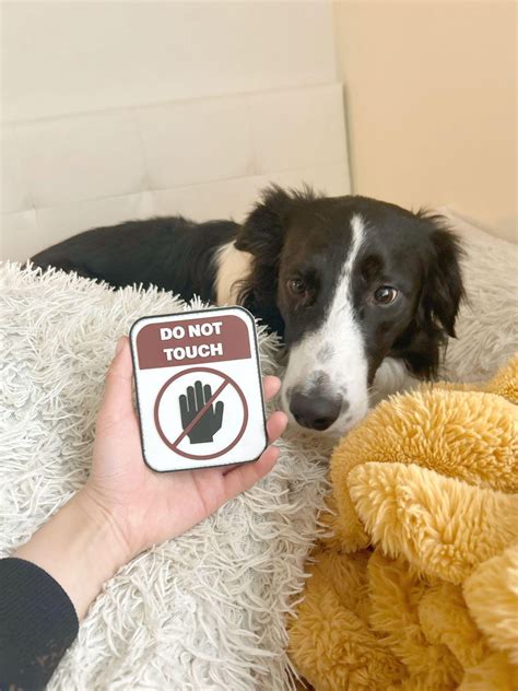Do Not Touch Service Dog