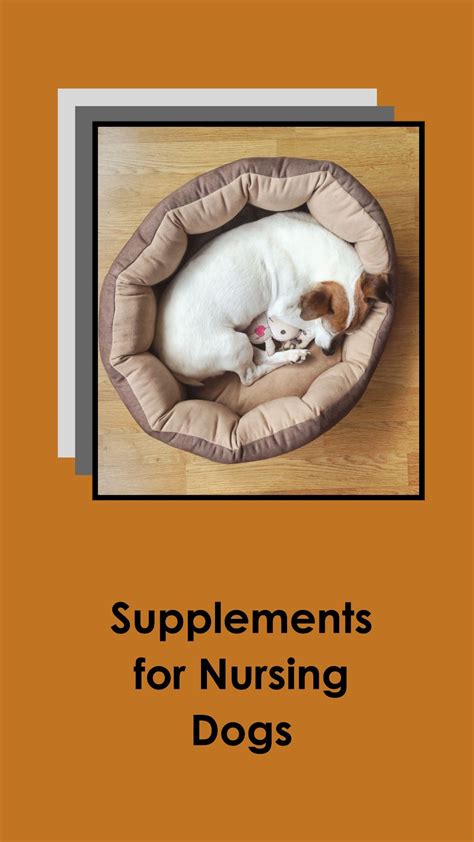 Do Nursing Dogs Need Supplements