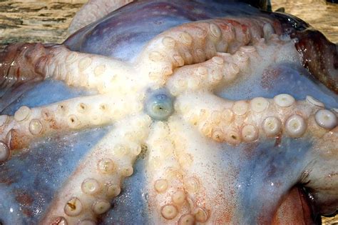 do octopuses have beaks