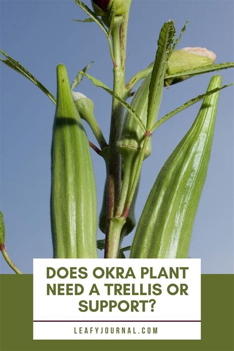 do okra plants need support