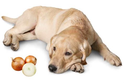 Do Onions Affect Dogs