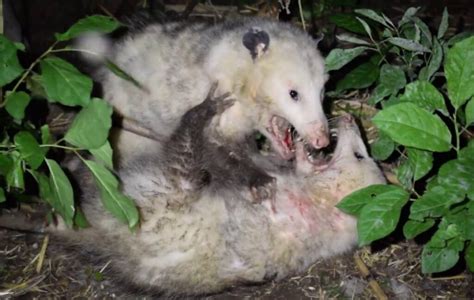 do opossums fight each other