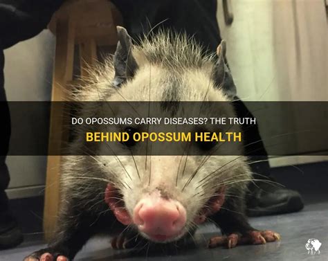 do opossums have diseases