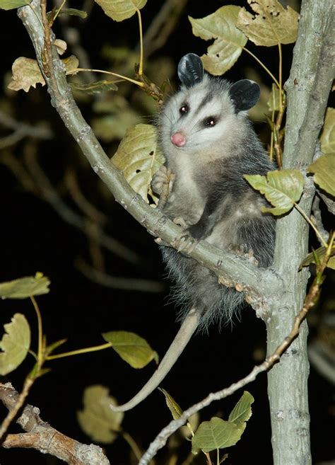 do opossums live in colorado