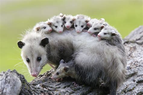 do opossums live in groups
