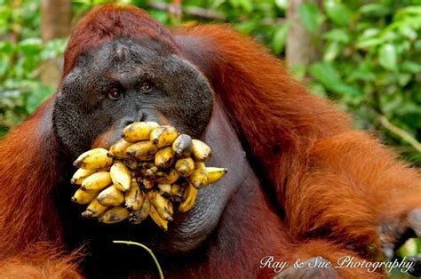 do orangutans eat bananas