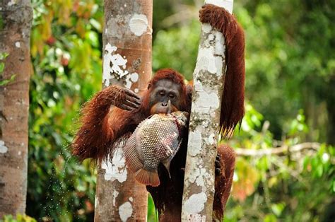 do orangutans eat fish