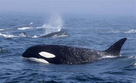 do orcas attack humpback whales