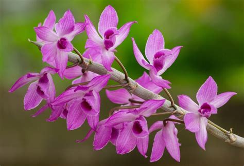 Do Orchids Flower From The Same Stem