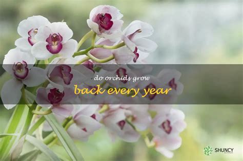 Do Orchids Grow Every Year