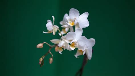 Do Orchids Rebud