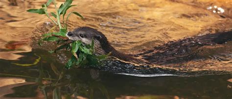 do otters build dams