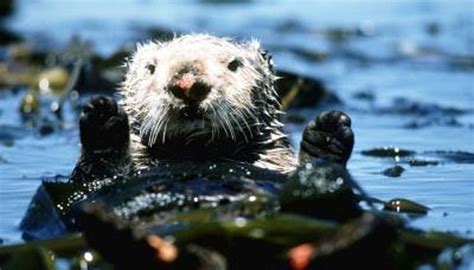 do otters make dams