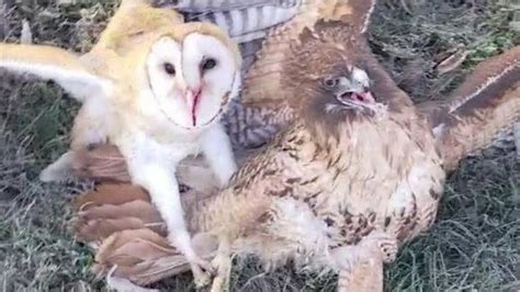 Do Owls Attack Hawks