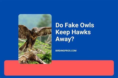 Do Owls Keep Away Hawks