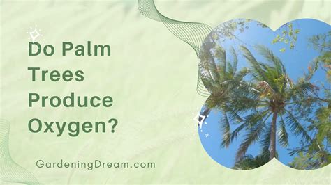 Do Palm Trees Make Oxygen