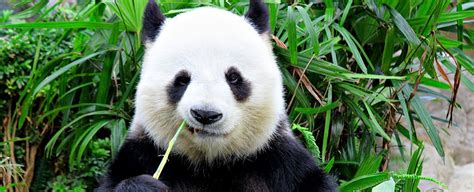 do pandas come in different colors