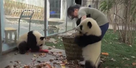Do Pandas Have A Purpose