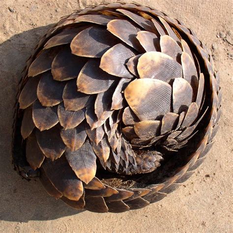 do pangolins lay eggs