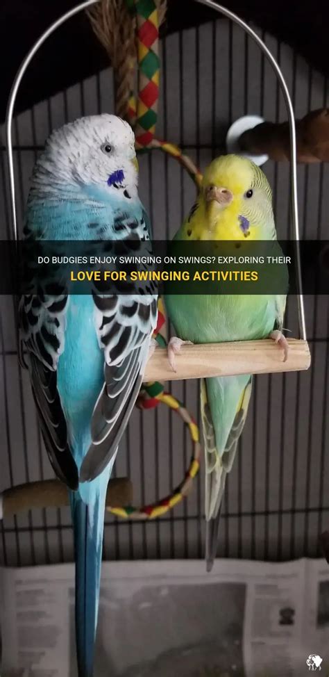 Do Parakeets Like Swings