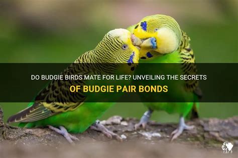 do parakeets mate for life