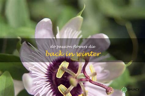 do passion flowers die in winter