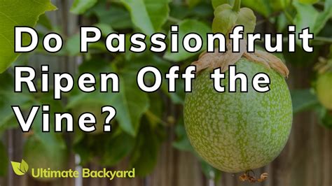 do passionfruit ripen off the vine