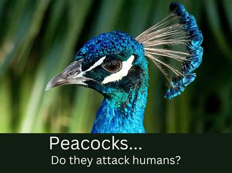 do peacocks attack humans