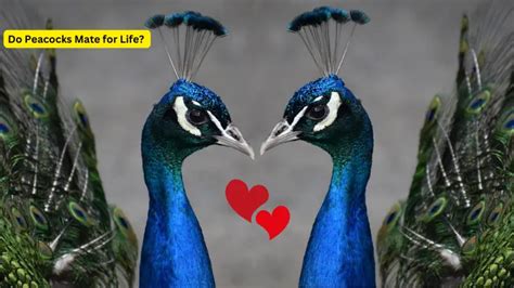 do peacocks mate for life