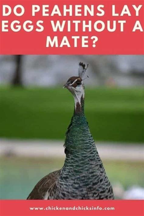 do peahens lay eggs without a mate