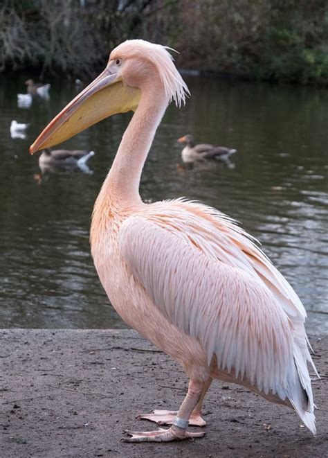 do pelicans live in the uk