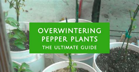 Do Peppers Survive Winter