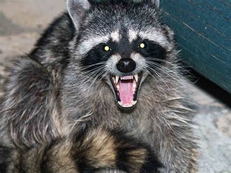 Do Pet Racoons Bite