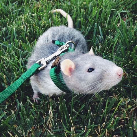 Do Pet Rats Like Leashes