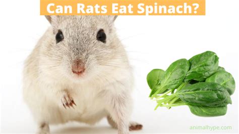 Do Pet Rats Like Spinach