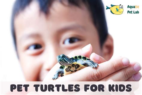 Do Pet Turtles Play