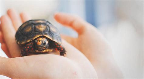 Do Pet Turtles Show Affection