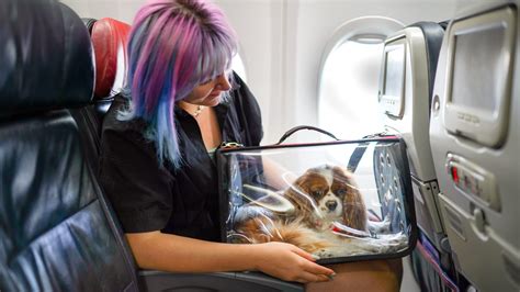 Do Pets Need Plane Tickets